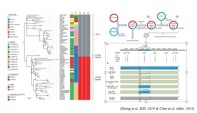 Molecular evolution of carbapenem resistant K. pneumoniae ST258