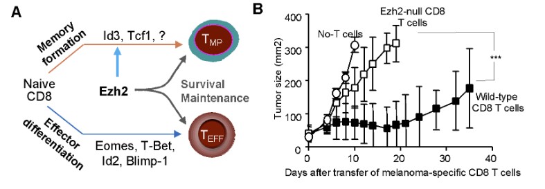 EZH2 Functions in T-Cell