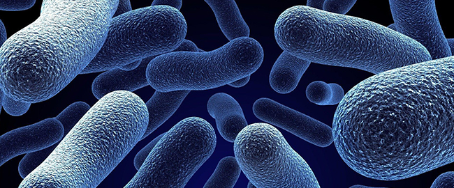 Image of Bacteria