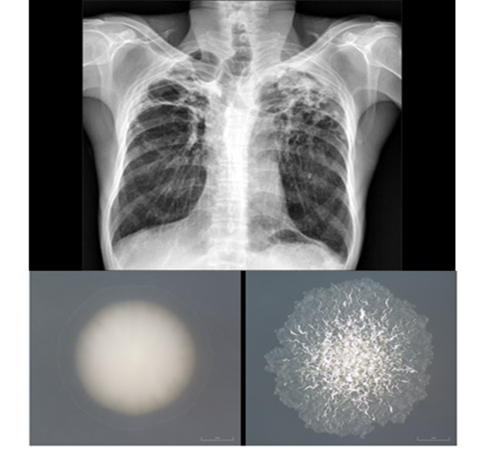 Dick Research Figure 1 Illustration