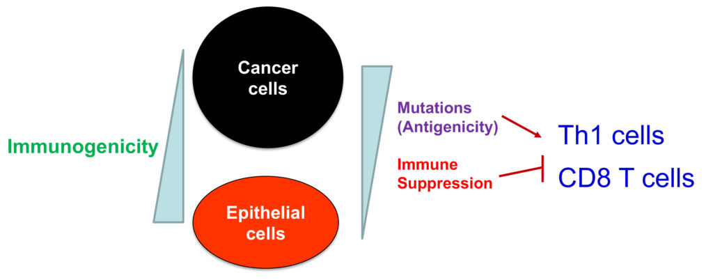 Immunogenicity